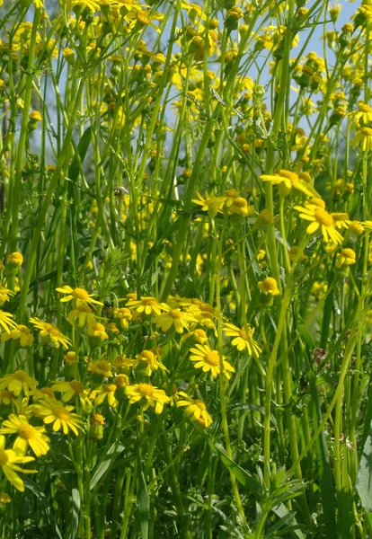 Fleurs jaunes sur la prairie verte — Photo