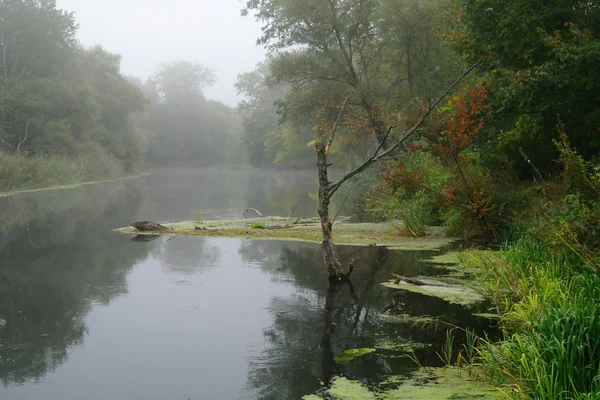 River landscape and  autumn wood — Stock Photo, Image