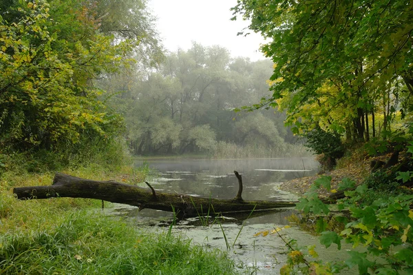 Floden landskap och hösten trä Royaltyfria Stockfoton