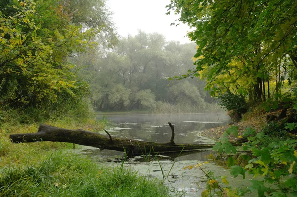 Paisaje fluvial y bosque otoñal Fotos de stock libres de derechos