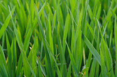 arka planı yeşil çimen