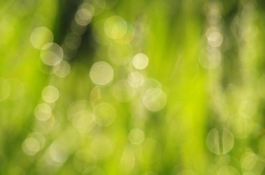 Doğal yeşil arkaplan bulanık. 