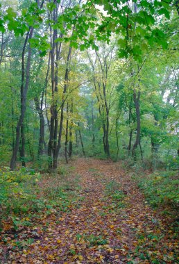 Sabah sis sonbahar ormanda