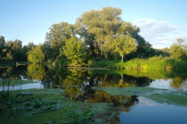 Río y bosque. composición de la naturaleza.