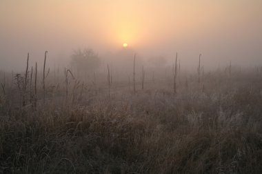frost soğuk sisli sabah ile ormanın yakınındaki çayır kuru çim kaplı