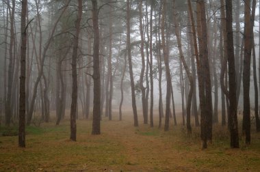 Sabah ile ormanın içinde çam 