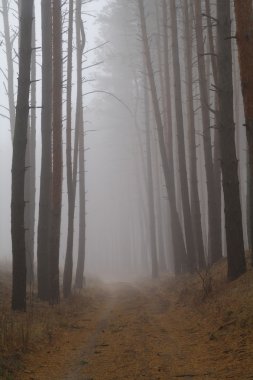 Sabah ile ormanın içinde çam 