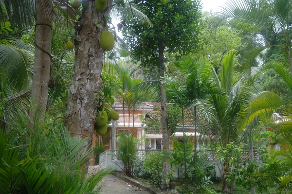 Huis in de tropen, Sri Lanka — Stockfoto