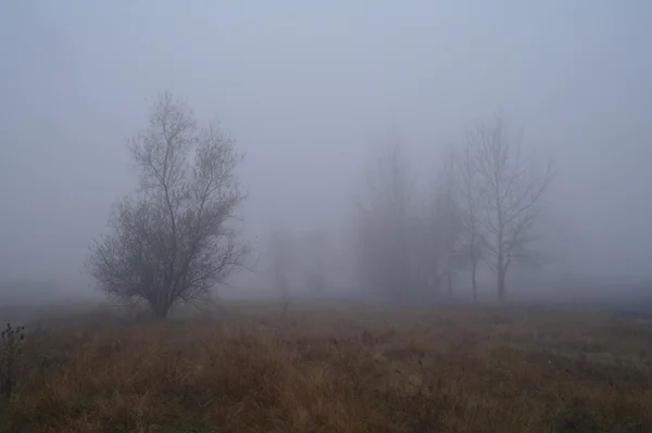 Herbstwald im Morgennebel — Stockfoto