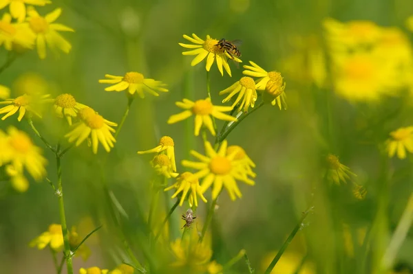 Fleurs jaunes sur la prairie verte — Photo