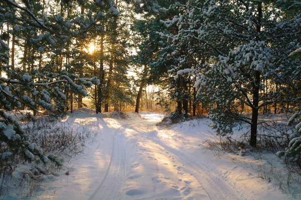 Nascer do sol mágico na floresta nevada — Fotografia de Stock