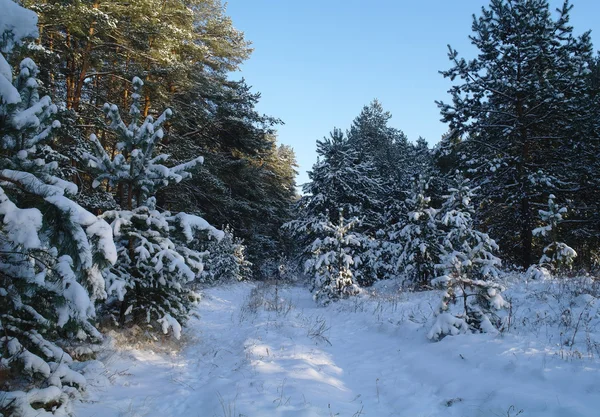 Magisk soluppgång i den snöiga skogen — Stockfoto