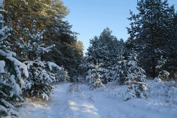 Magisk soluppgång i den snöiga skogen — Stockfoto