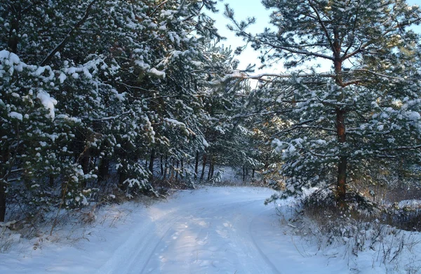 Nascer do sol mágico na floresta nevada — Fotografia de Stock