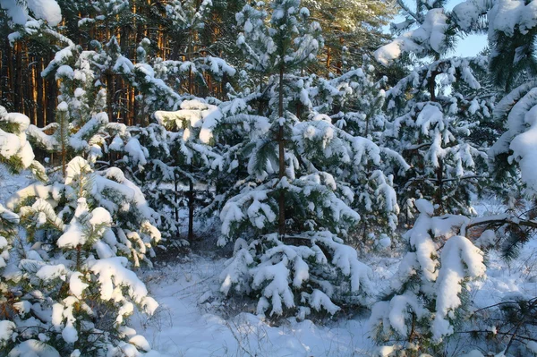 神奇的日出，在白雪皑皑的丛林 — 图库照片