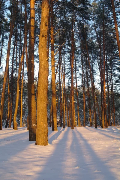 Magic sunrise in the snowy forest — Stock Photo, Image