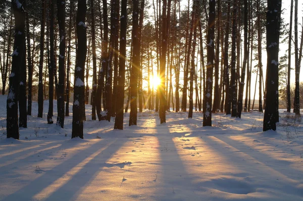 Magiczny sunrise w lesie śnieżny — Zdjęcie stockowe