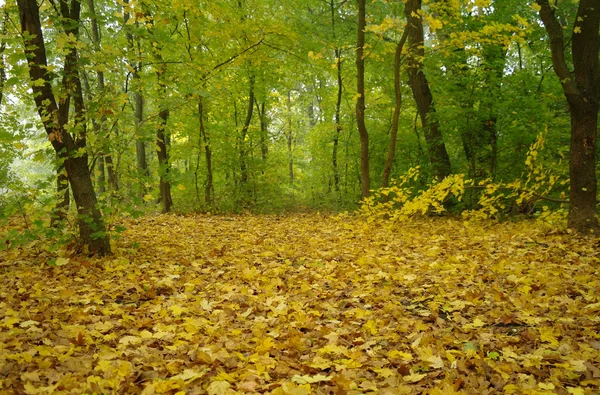 朝の霧で秋の森 — ストック写真