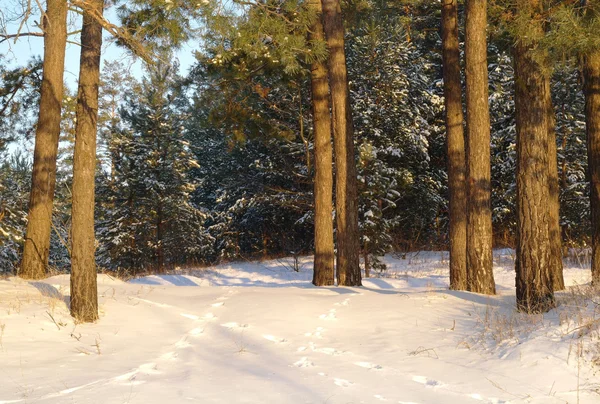 Nascer do sol mágico na floresta nevada — Fotografia de Stock