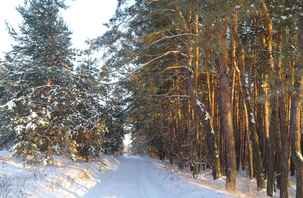 Magisk soluppgång i den snöiga skogen — Stockfoto