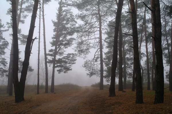 Foresta autunnale nella nebbia del mattino — Foto Stock