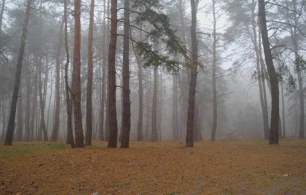 Foresta autunnale nella nebbia del mattino — Foto Stock