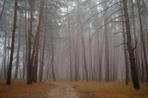 Bosque de otoño en la niebla de la mañana —  Fotos de Stock