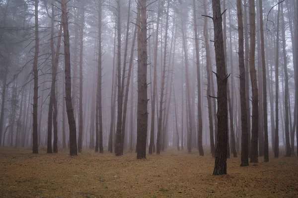 秋天的树林，在清晨的薄雾中 — 图库照片