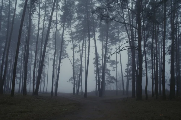 Jesień las w rannej mgle — Zdjęcie stockowe