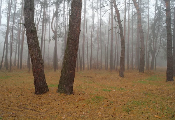 Foresta autunnale nella nebbia del mattino — Foto Stock
