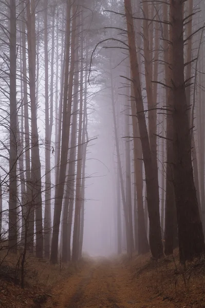 Bosque de otoño en la niebla de la mañana — Foto de Stock