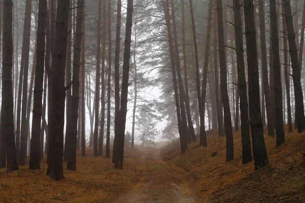 Bosque de otoño en la niebla de la mañana — Foto de Stock