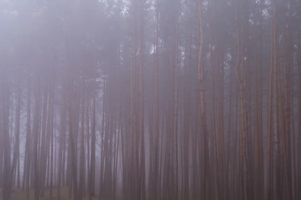 Autumn forest in the morning mist — Stock Photo, Image