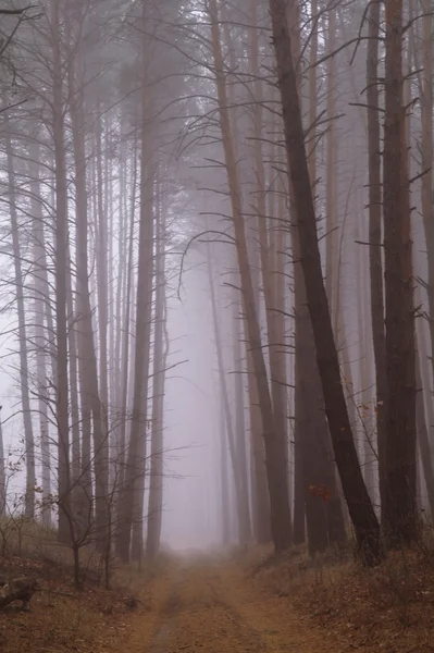 Forêt d'automne dans la brume matinale — Photo