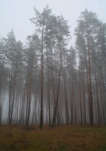 Foresta autunnale nella nebbia del mattino — Foto Stock