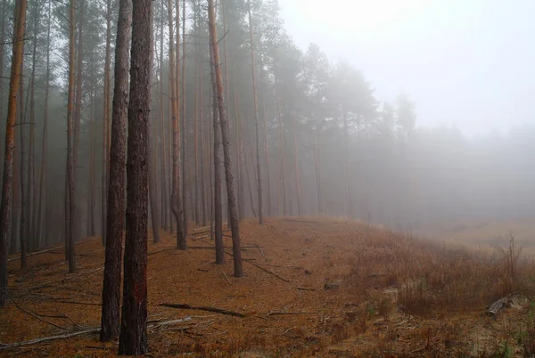 Herfst bos in de ochtend mist — Stockfoto