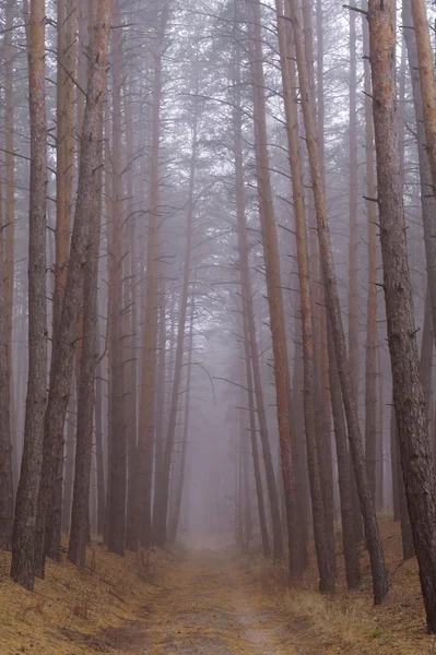 Foresta autunnale nella nebbia del mattino — Foto Stock