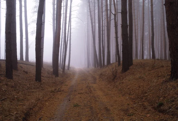 Foresta autunnale nella nebbia del mattino — Foto Stock