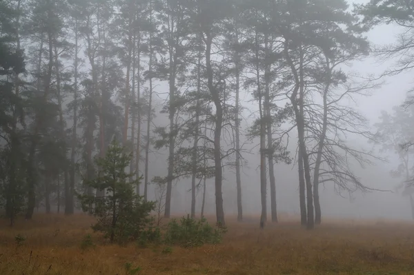 Foresta autunnale nella nebbia del mattino — Foto Stock