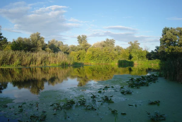 Fluss und Wald. Zusammensetzung der Natur. — Stockfoto