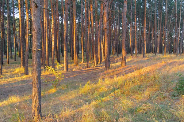 Skogen upplyst av kvällssolen — Stockfoto