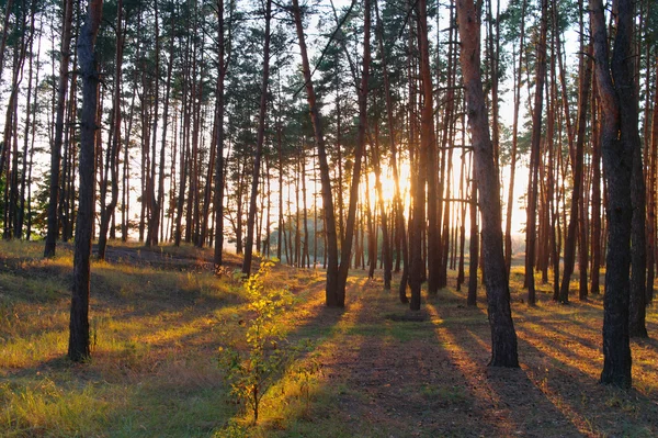 Forest verlicht door de avondzon's — Stockfoto