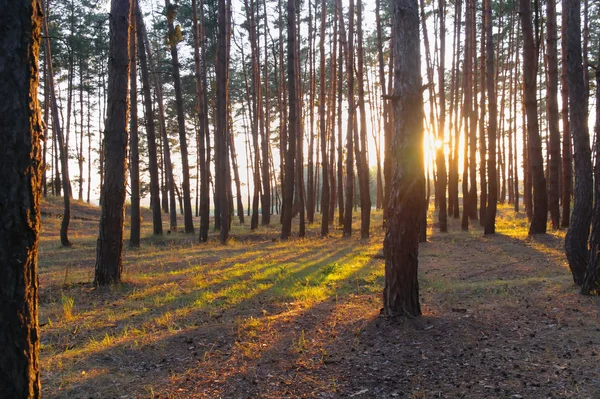 Skogen upplyst av kvällssolen — Stockfoto