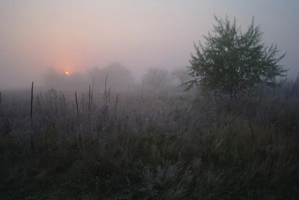 Сухая трава в мусорном баке, покрытая холодным туманным утром; — стоковое фото