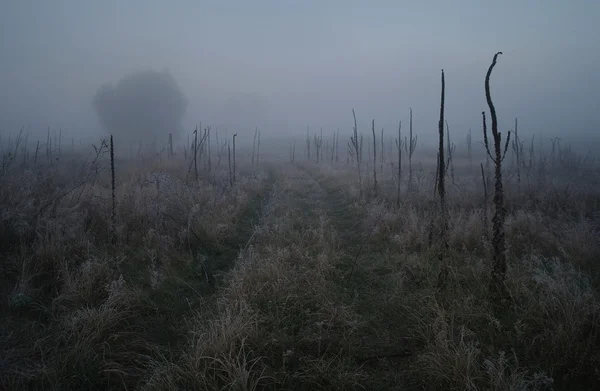 Droog gras in de weide in de buurt van het bos bedekt met vorst koude mistige ochtend — Stockfoto