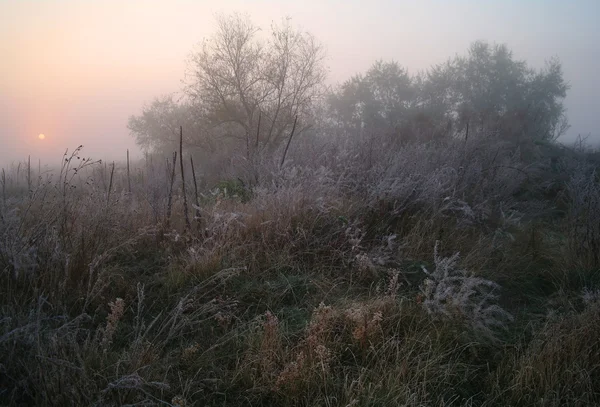 Grama seca no prado perto dos bosques cobertos com geada fria manhã nebulosa — Fotografia de Stock