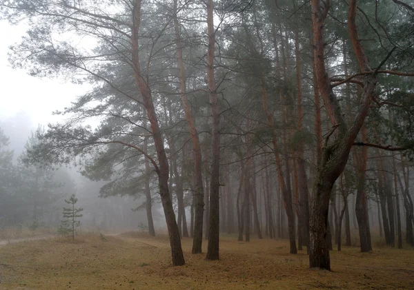 Πεύκα στο δάσος με το πρωί — Φωτογραφία Αρχείου