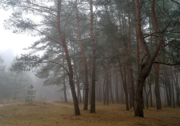 Pinos en el bosque con la mañana —  Fotos de Stock