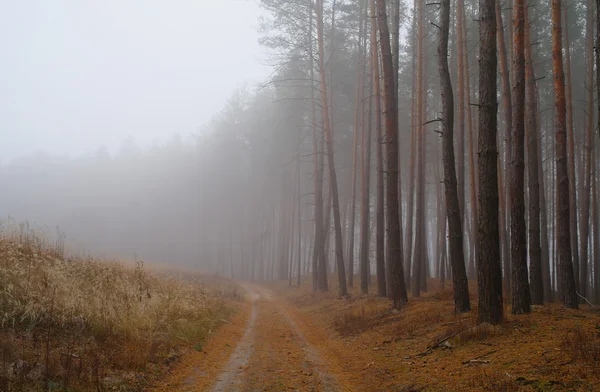 Dennen in het forest met morning — Stockfoto