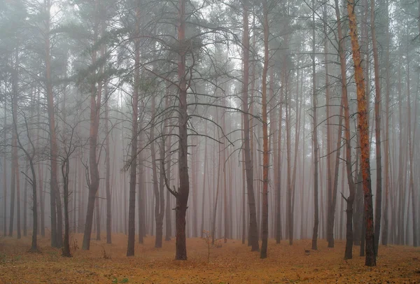 Pini nella foresta con mattina — Foto Stock